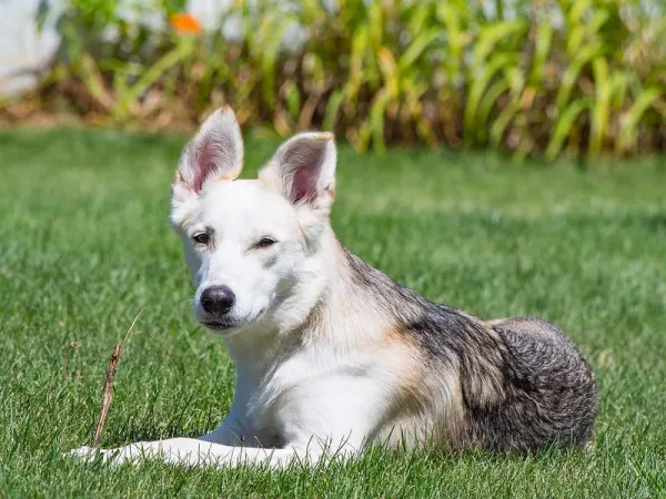 Raças de cachorro – Labsky ou huskador
