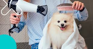 Melhores Pet Shop´s no bairro Bonfim em BH