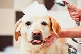 Melhores Pet Shop´s no bairro Carlos Prates BH
