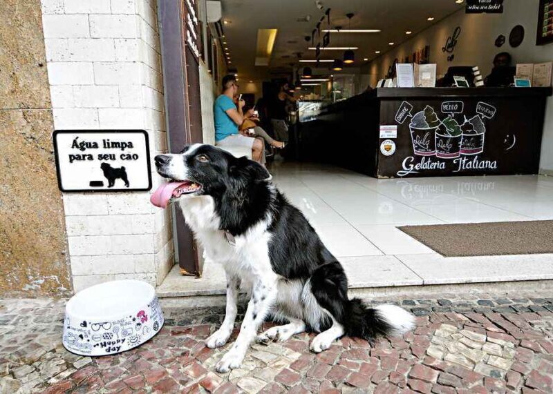 10 bares e restaurantes pet friendly para conhecer em BH