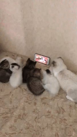 Conserto de Celulares no bairro Alípio de Melo BH